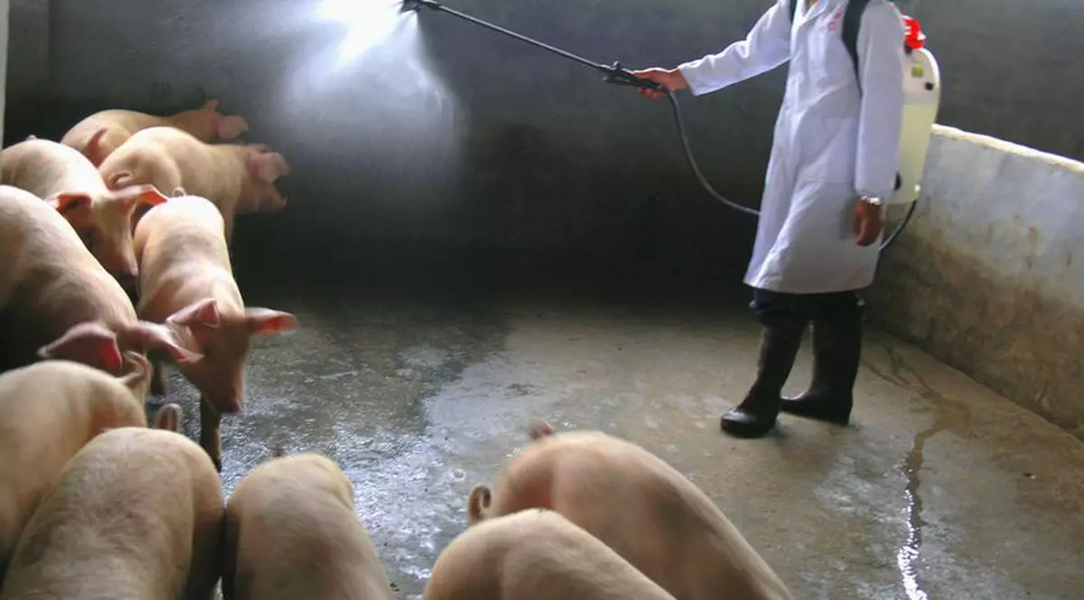 S-a sinucis de frica gripei porcine