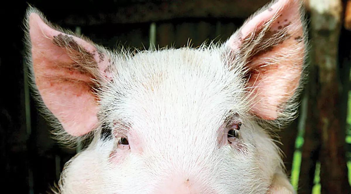 Gripa porcină a ajuns la graniţa cu România