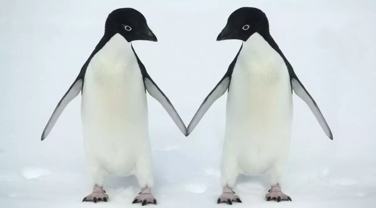 Doi pinguini gay au devenit taţi