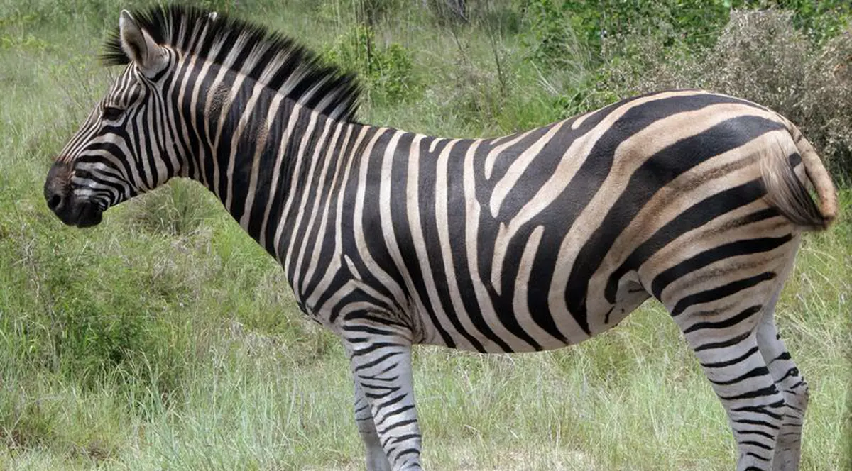 Merge cu zebra la bar