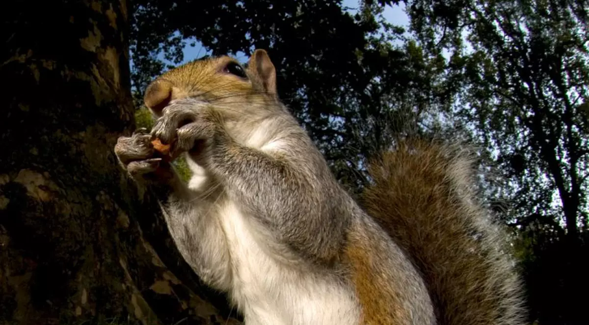 S-a blocat în copac fugărind veveriţe
