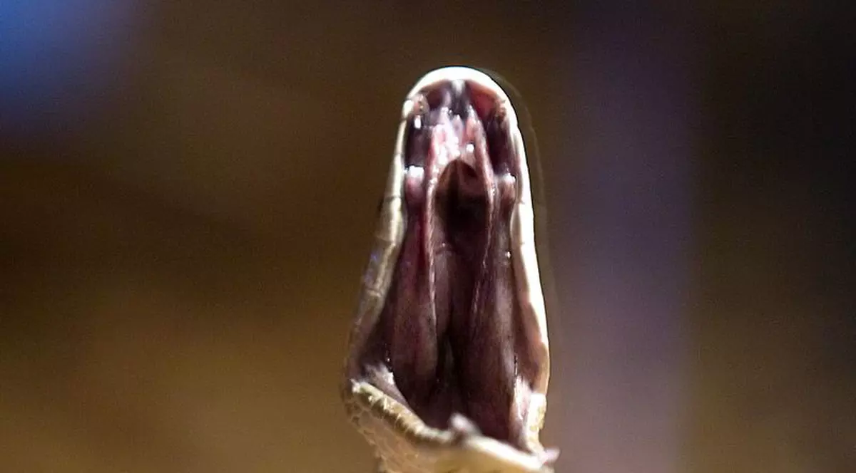 Secţie de poliţie invadată de şerpi