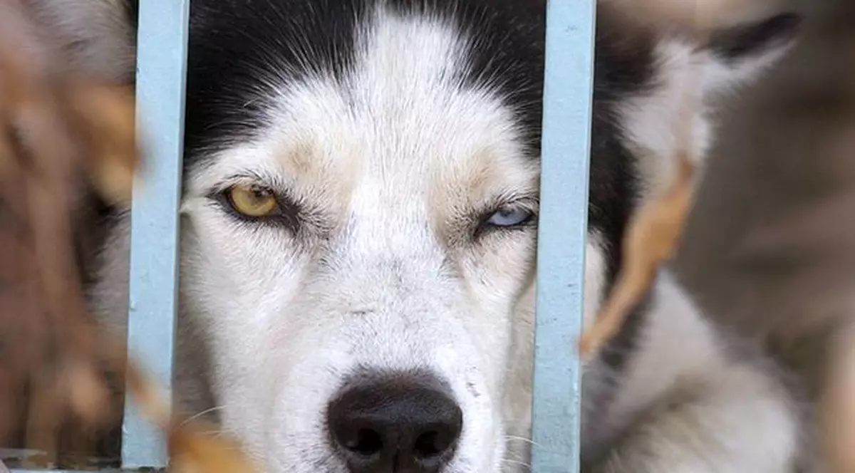 Presa germană revoltată de masacrarea câinilor vagabonzi din România 