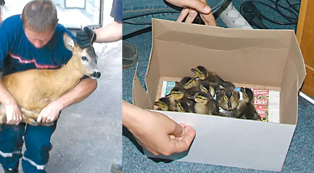 Au salvat 12 răţuşte şi o căprioară