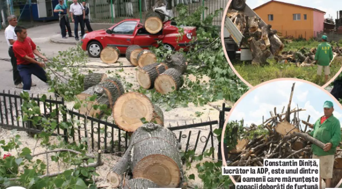 Copacii căzuţi lemne de foc