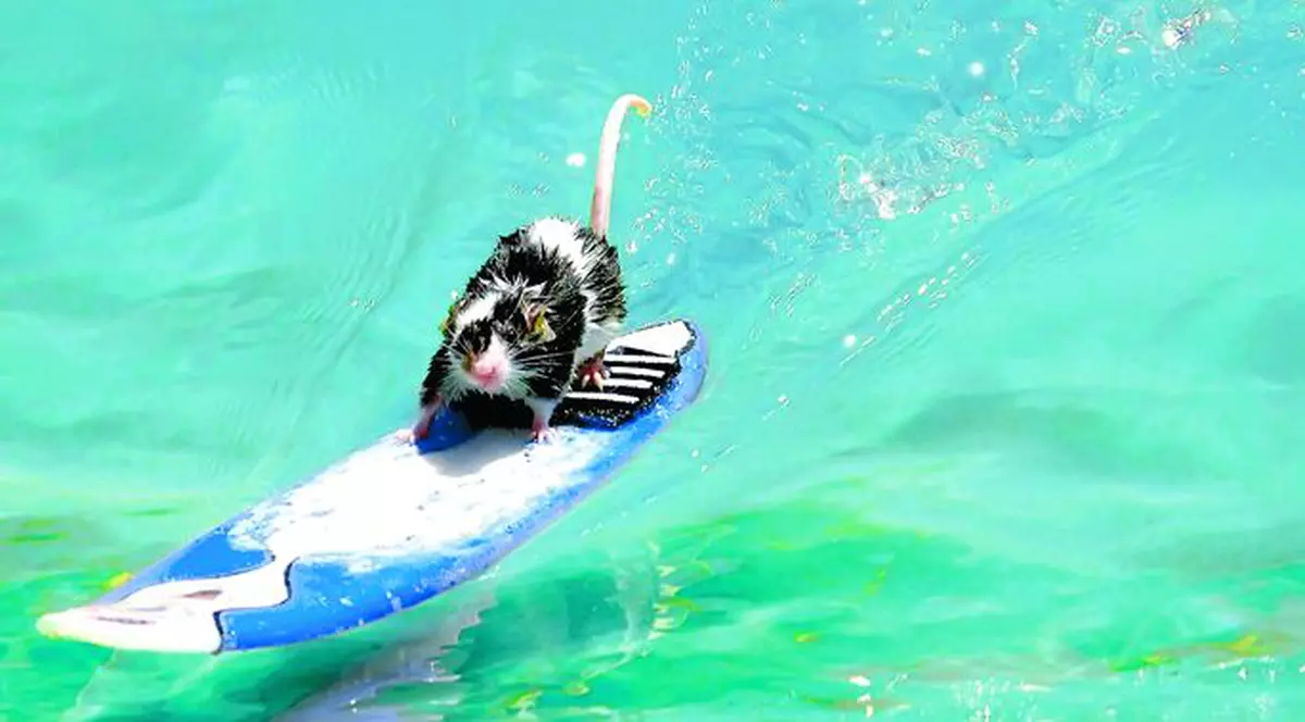 Sunt cei mai şmecheri şoareci!