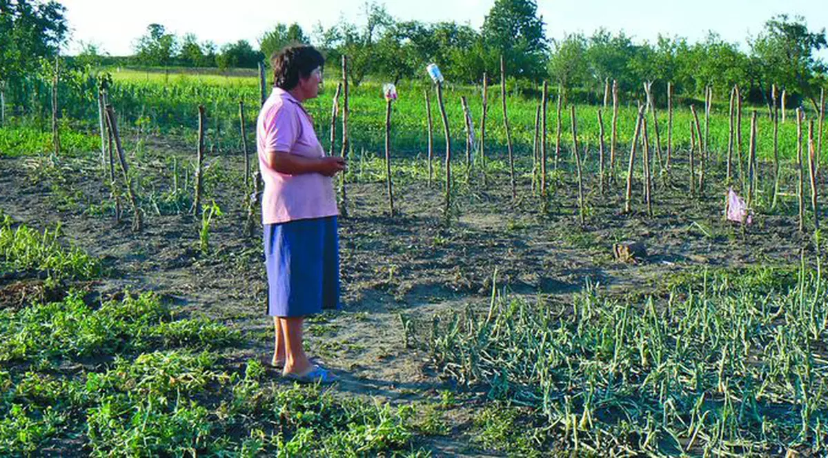 «Praful s-a ales de grădina mea!»