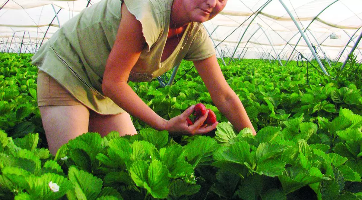 Sclavi în «patria căpşunarilor»