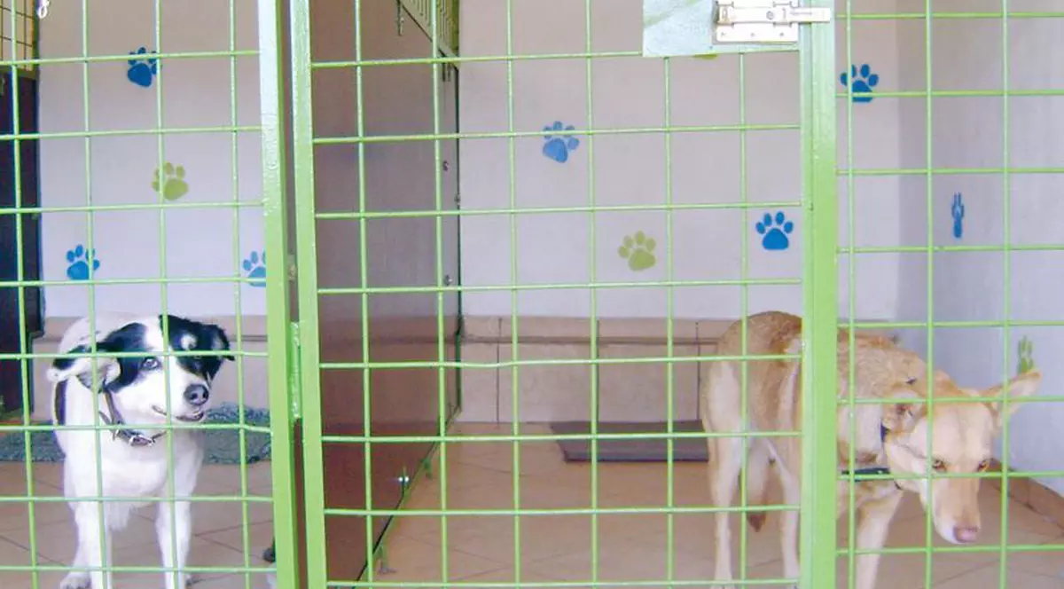 Cazaţi-vă animăluţul la o pensiune