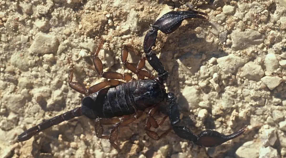 Un colet poştal cu 39 de scorpioni, descoperit în Polonia