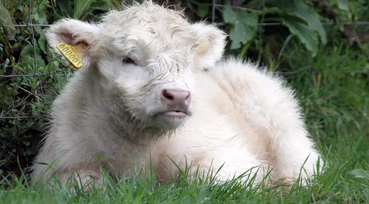 Vacile şi soarele vor salva Pământul