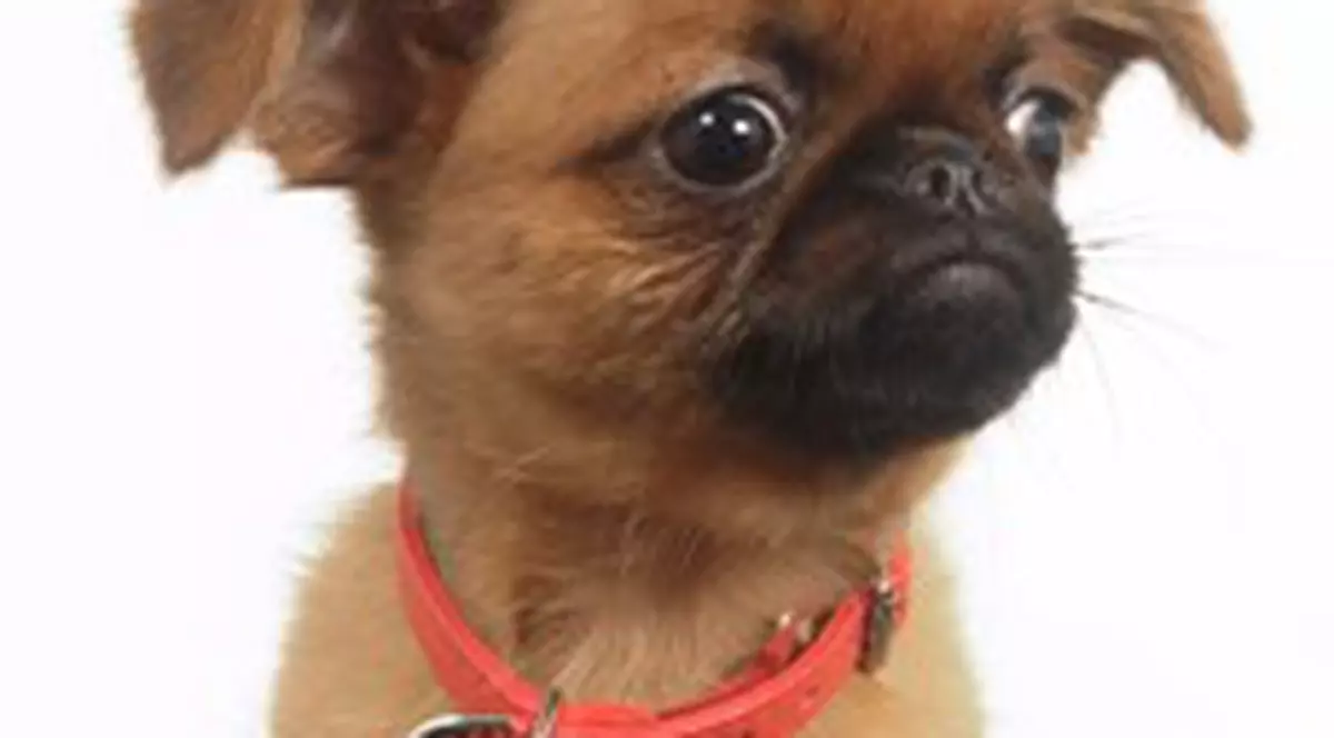 Cu câinele în Parcul Tineretului