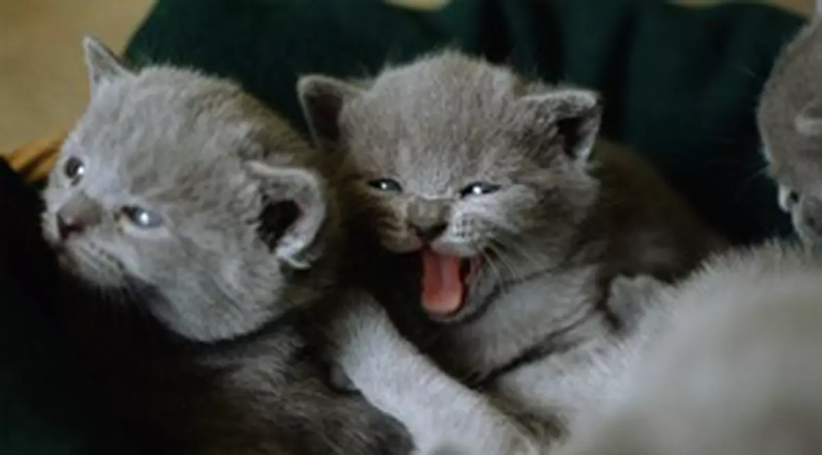 Pisicile ne manipulează