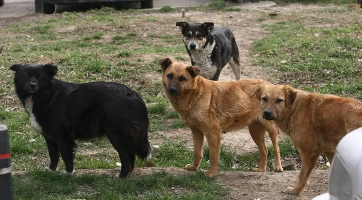 Câinii maidanezi îşi caută stăpâni
