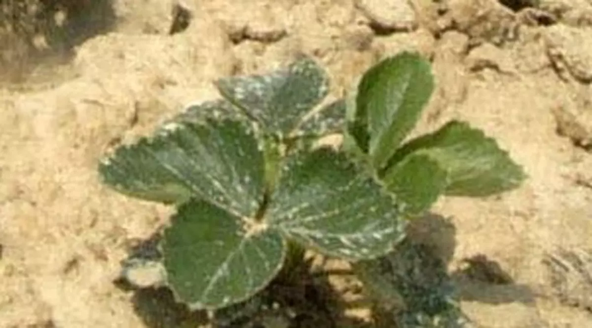 Când sunt bolnave, plantele se sinucid