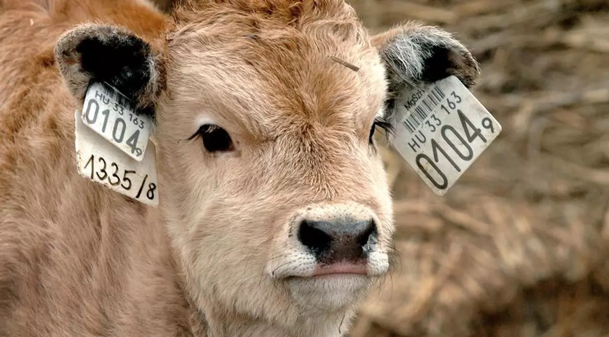 ”Mai bine vacă în UE decât tânăr în Republica Moldova”