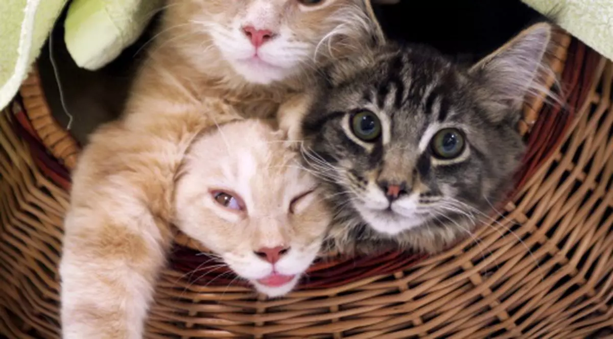 Motanii sunt stângaci, iar mâţele dreptace