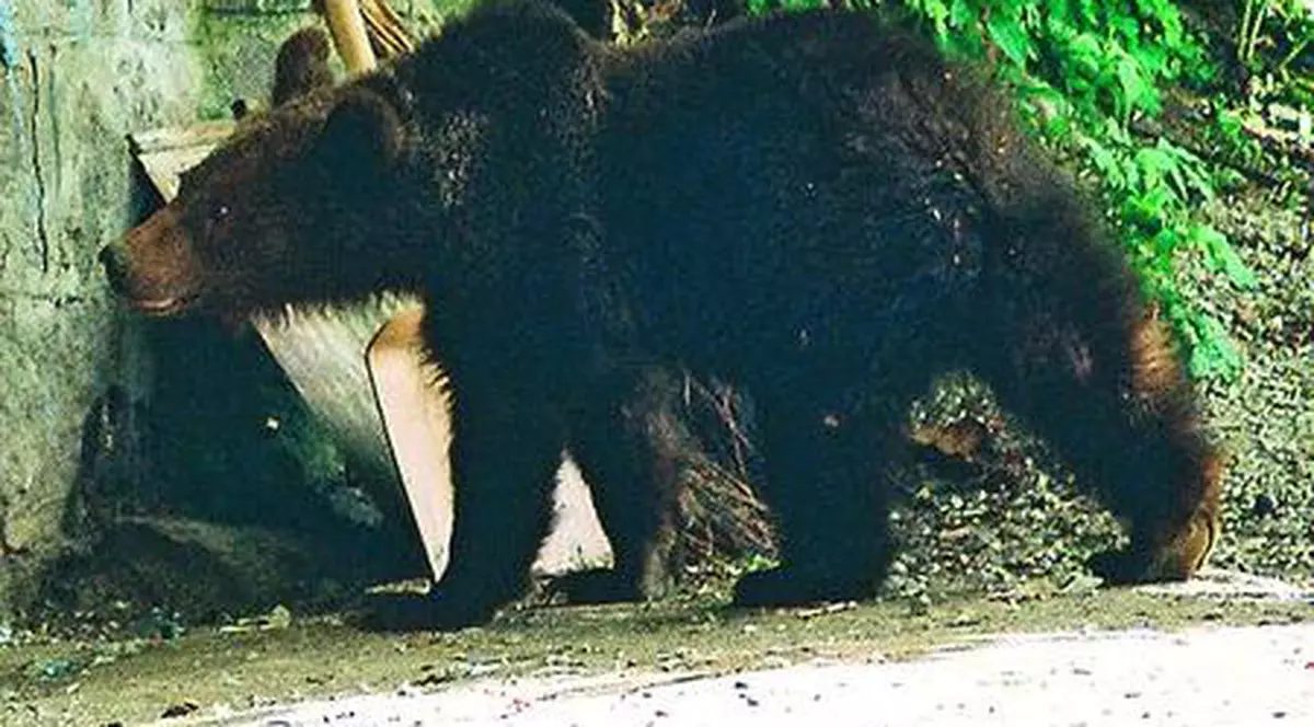 Ce faci dacă te întâlneşti cu ursul?