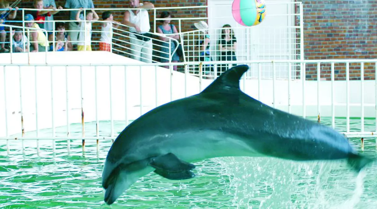 Inima lui Mark va fi păstrată în formol