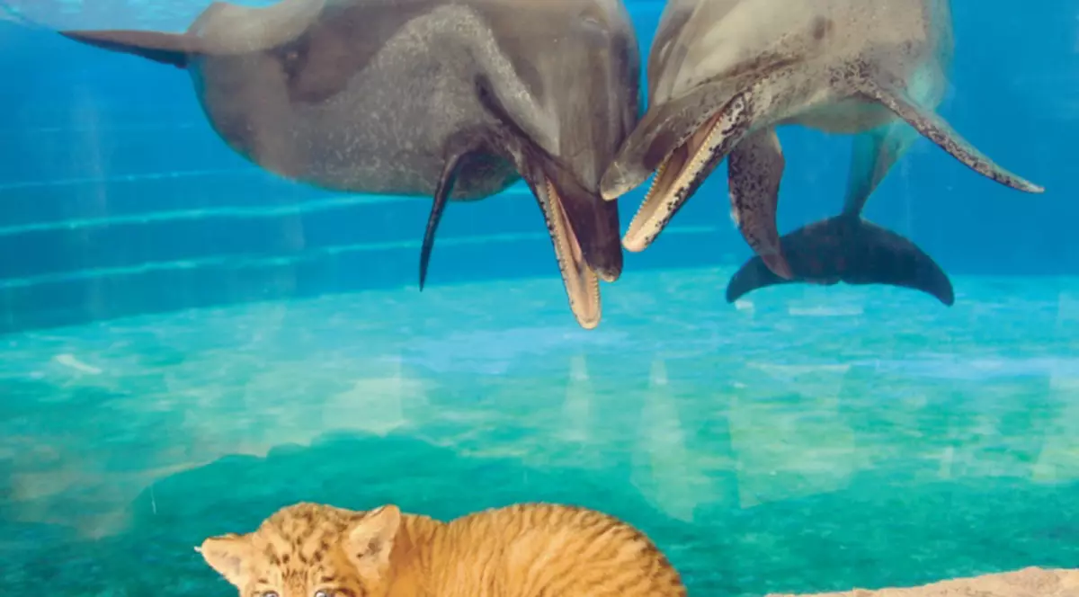 Eu de ce nu am voie în acvariu?