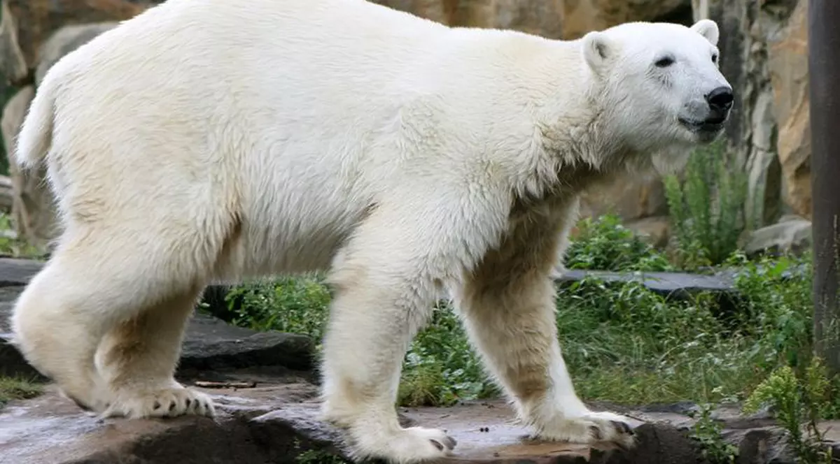 Knut va avea o parteneră