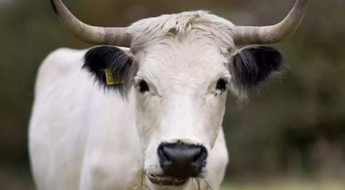 Bărbat buzoian omorât de taur