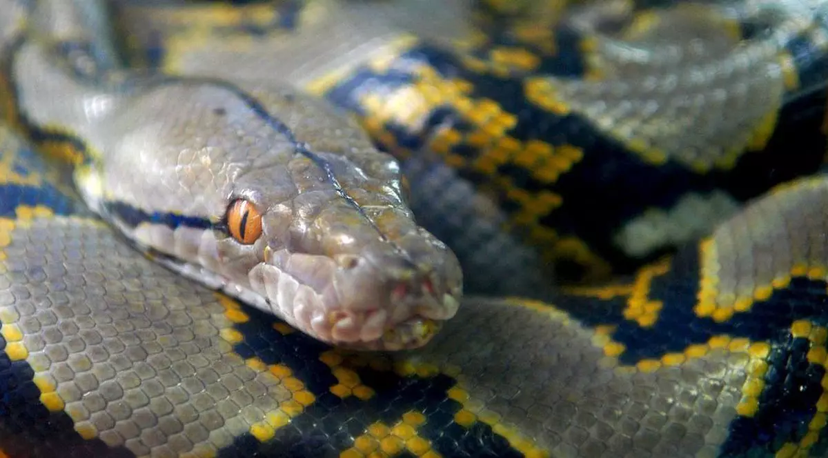 "Pitonul vecinului mi-a mâncat pisica!"