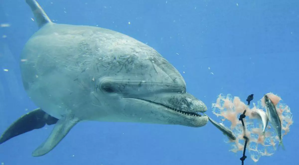 Patru delfini morţi pe plajele Mării Negre