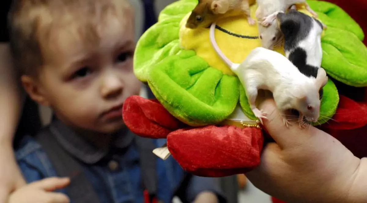 Şoareci pe băţ - delicatesă de vânzare