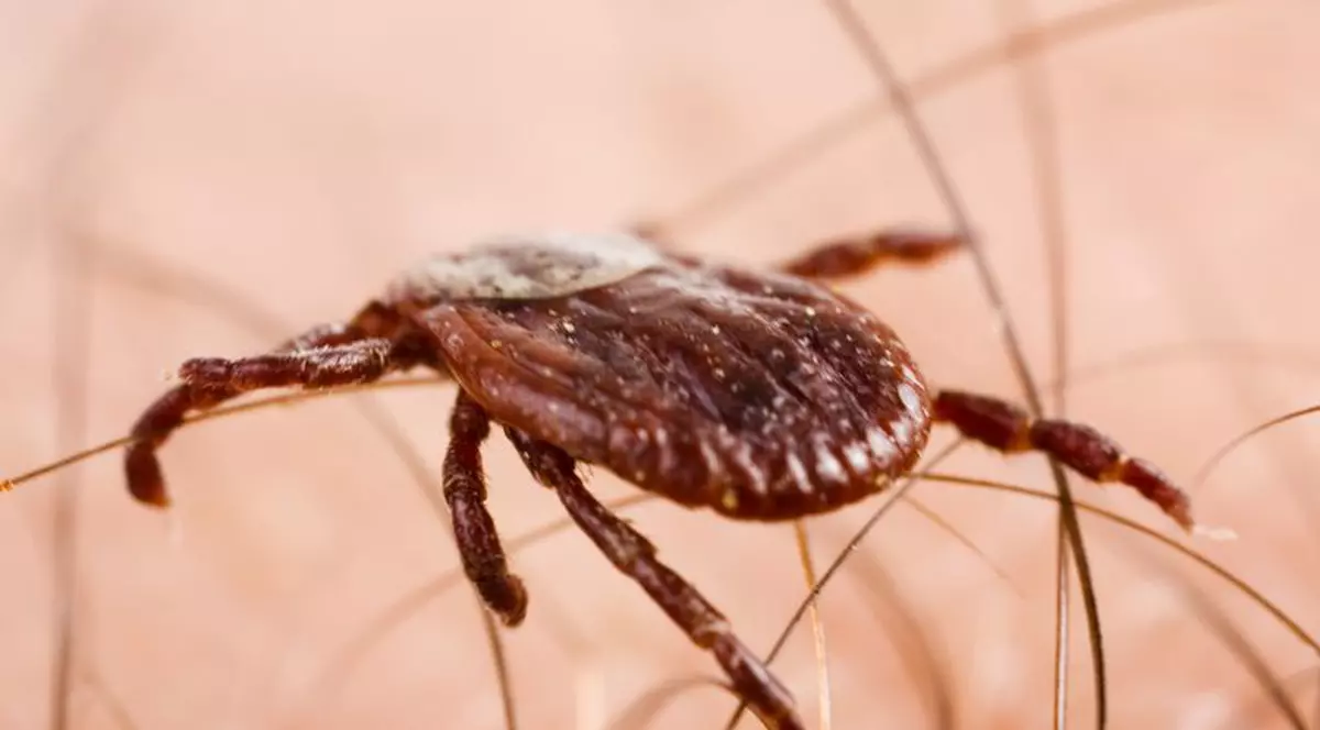 Scapă de cancer cu saliva de căpuşă