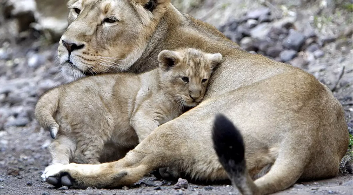 Presa străină alertează: 14 lei de la zoo Oradea vor fi împuşcaţi!