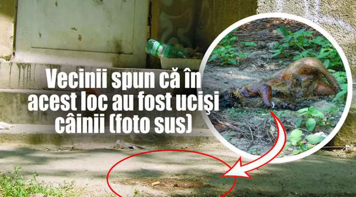 Au dispărut peste 10 câini