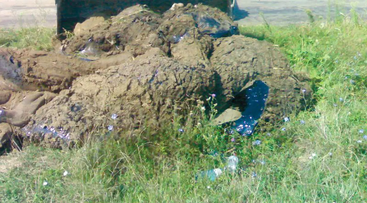 Au curăţat smoala care a omorât cei opt câini