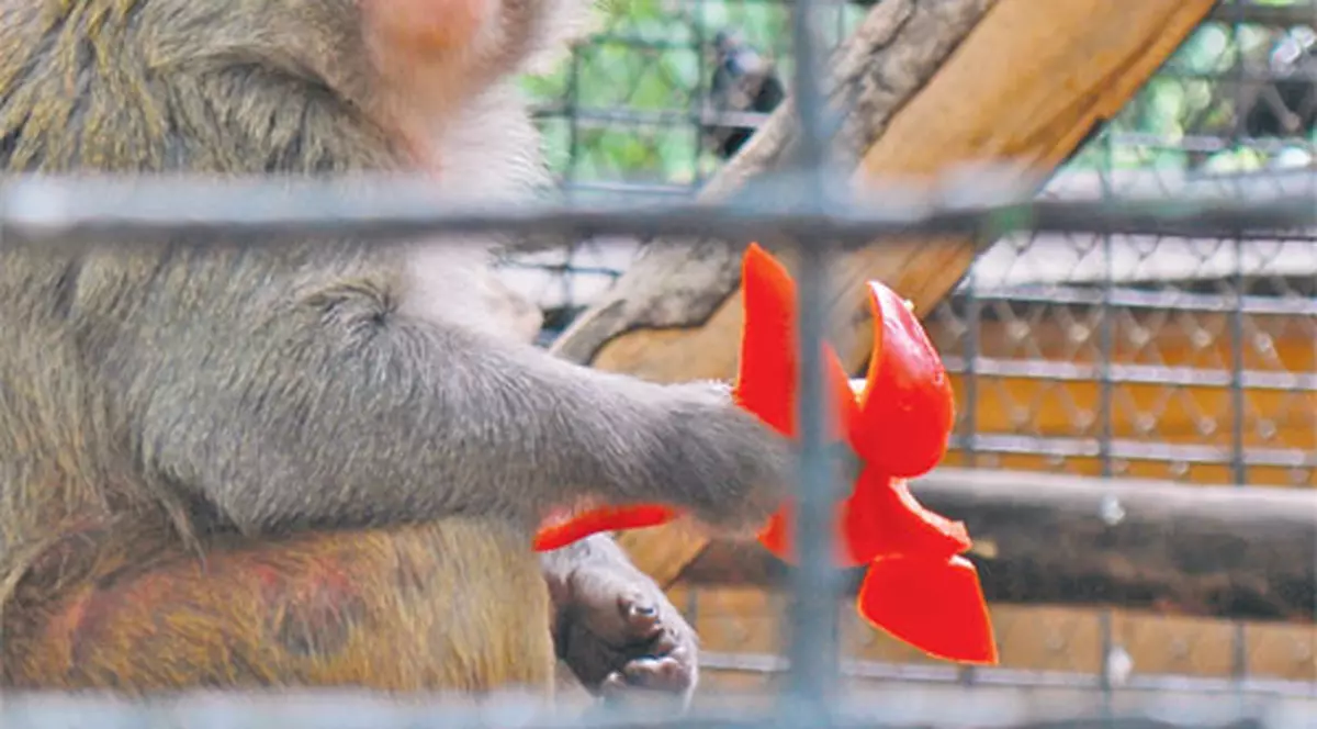 Cici, maimuţa hoţomană!