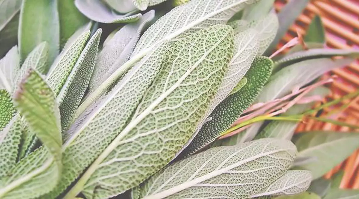 Salvia, armă împotriva infertilităţii