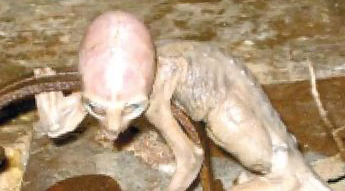 Extraterestrul - o specie de maimuţă necunoscută?