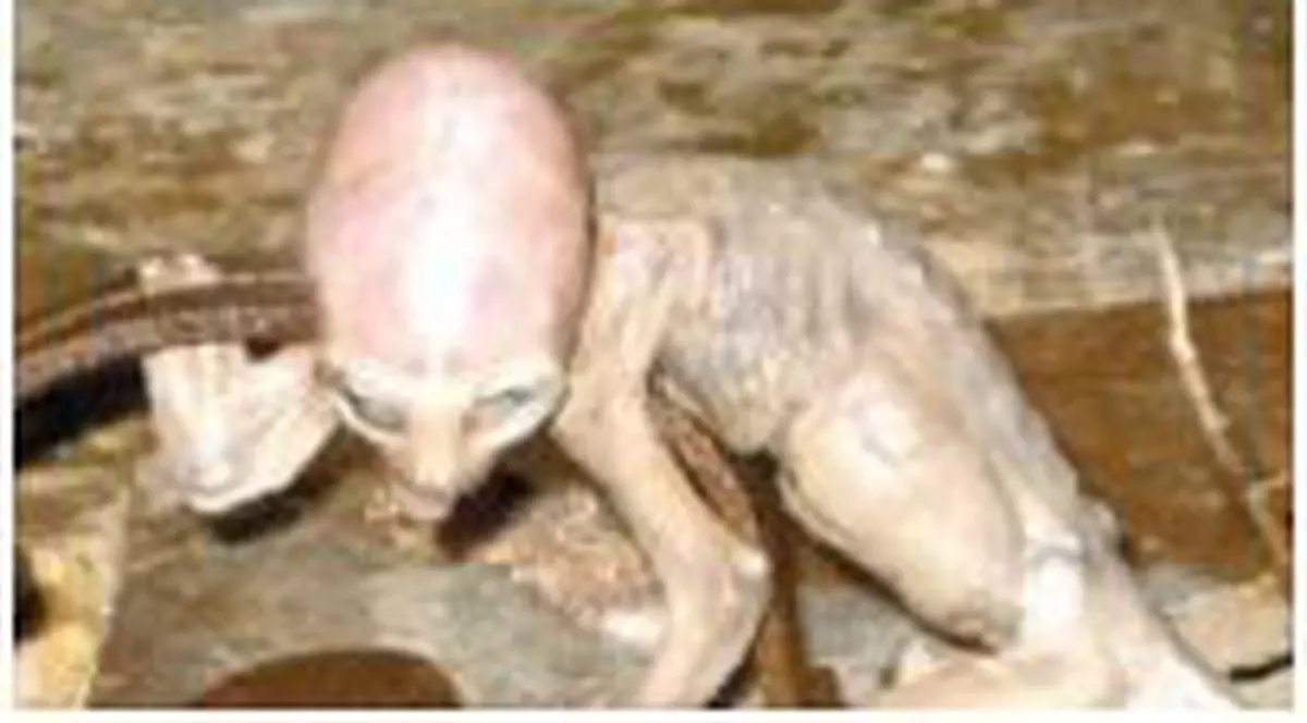 Extraterestrul mai are un frate?