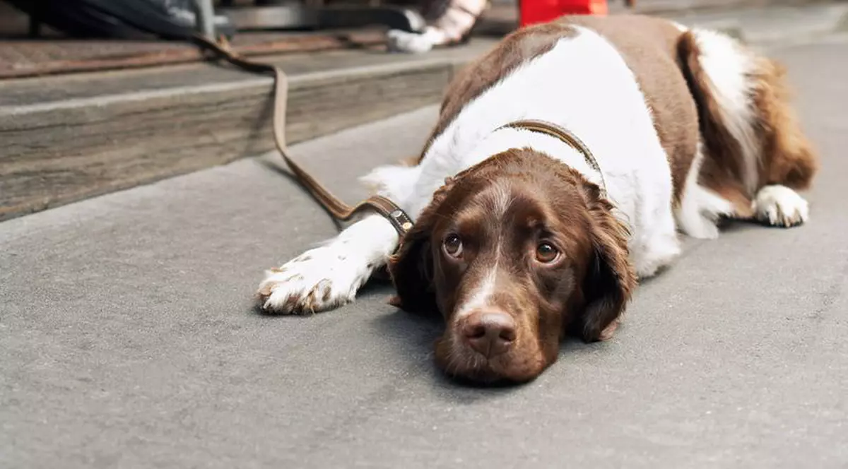 A amendat un câine pentru parcare neregulamentară