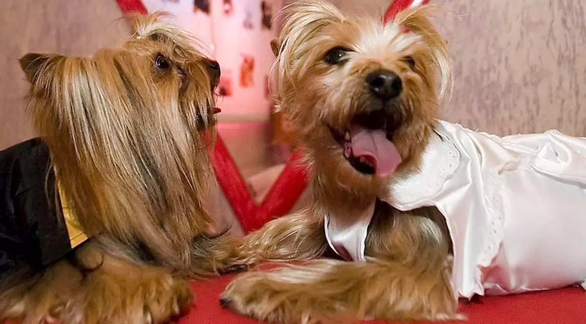 Nemţii au lansat o agenţie de matrimoniale...pentru câini