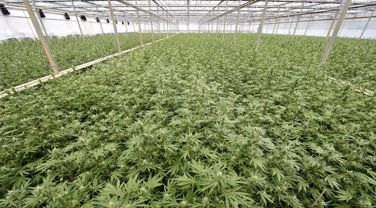 Au confundat un experiment cu o fermă ilegală de canabis