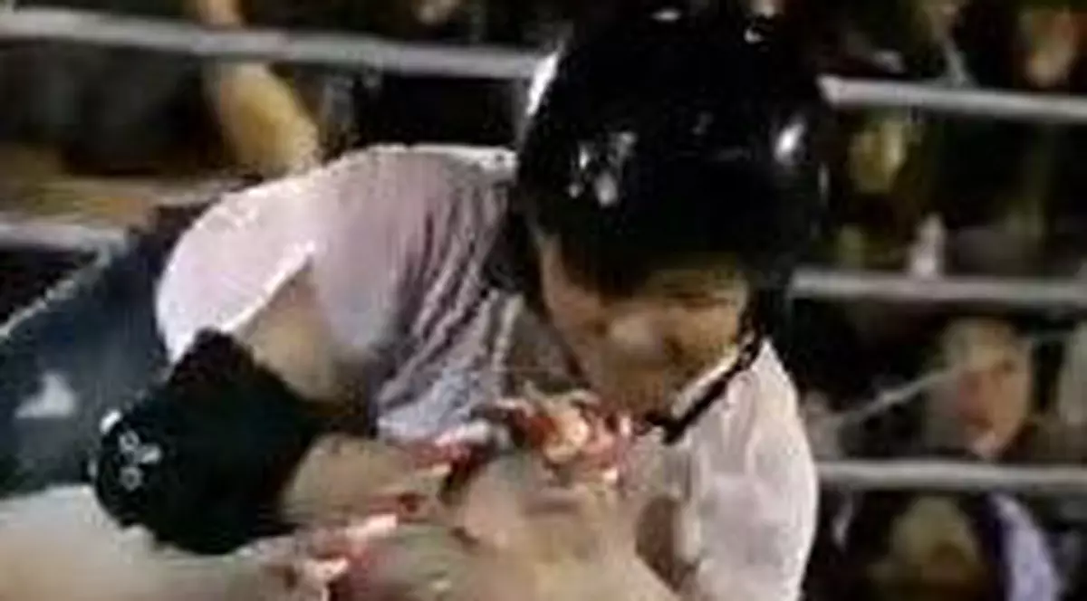 Video / Japonezii, rodeo cu porci