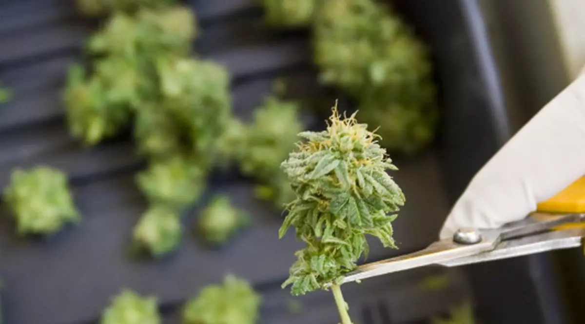 Doi tineri, prinşi cu jumătate de kilogram de cannabis