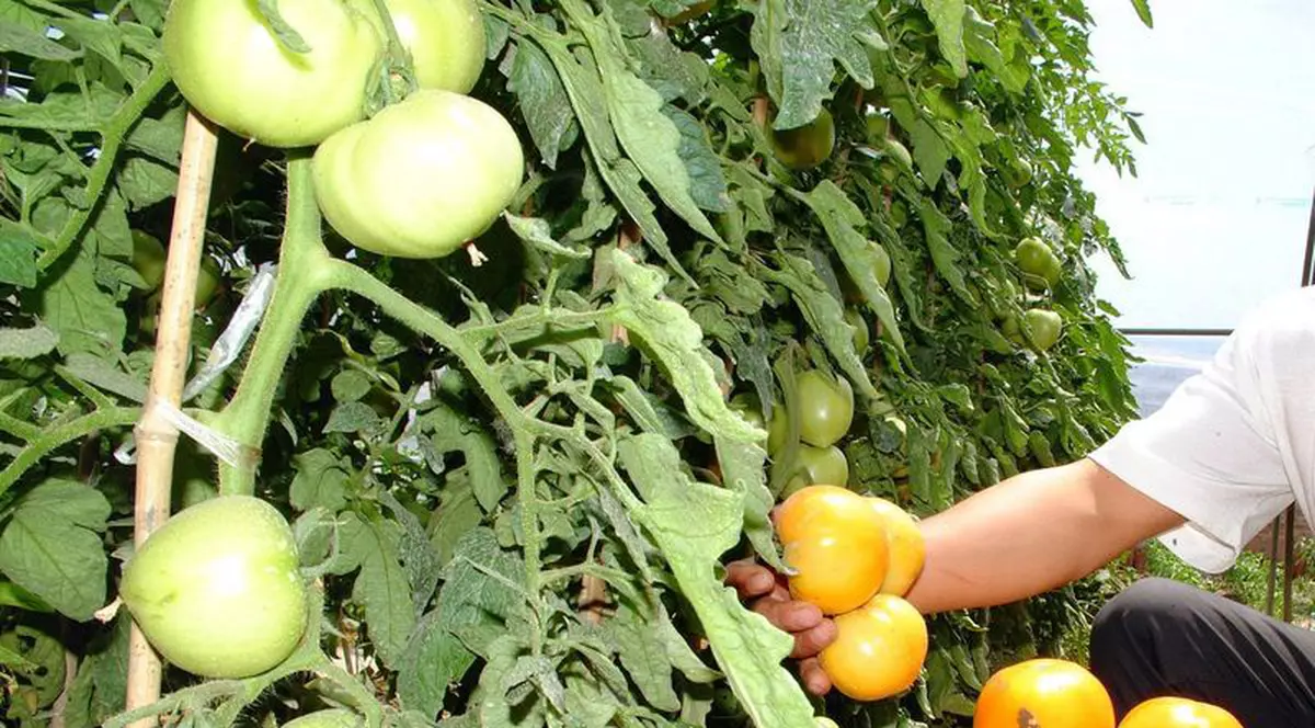 Român arestat în Italia pentru exploatarea a 20 de conaţionali 