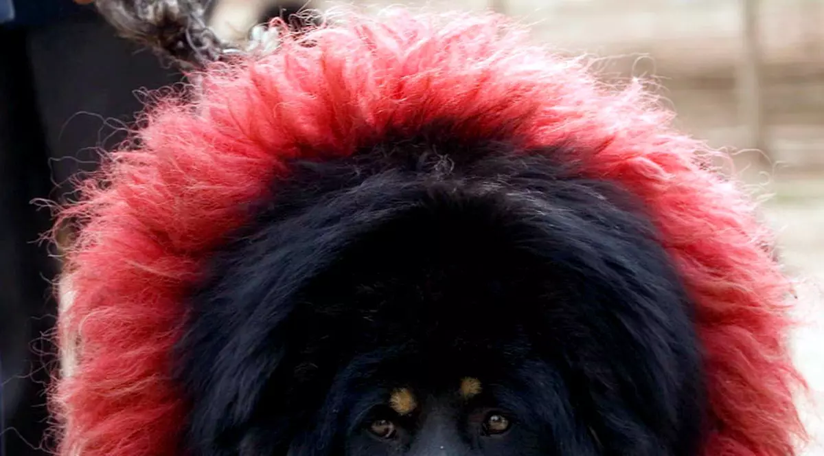 Cel mai scump câine din lume costă 350.000 de £