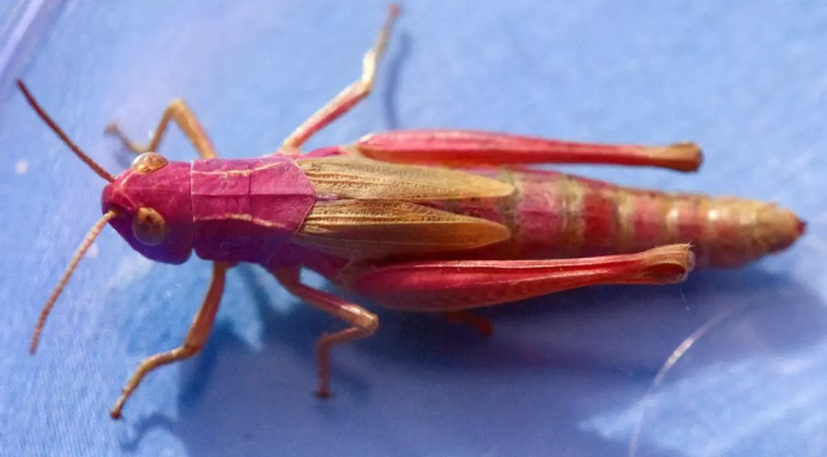 Lăcustele britanice, în nuanţe de roz