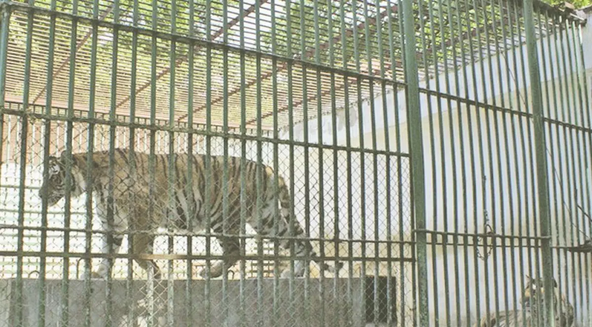 Cei doi tigri evadaţi de la Zoo Hunedoara au fost prinşi