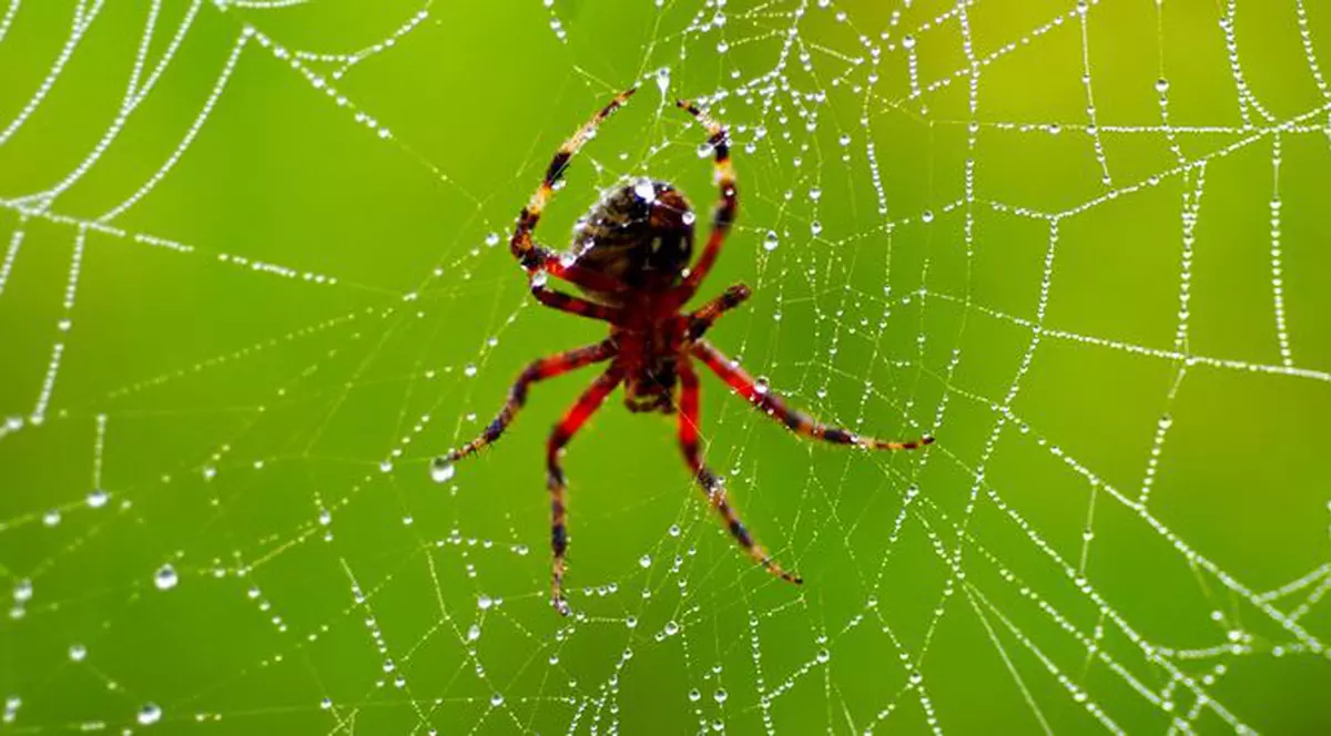 Tânăr de 21 de ani, în stare gravă după ce un păianjen l-a mușcat de penis