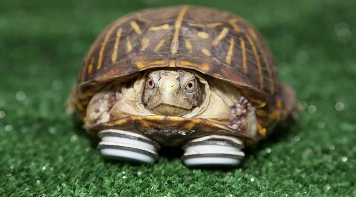 Foto / Iată broscuţa ţestoasă cu picioare de plastic!