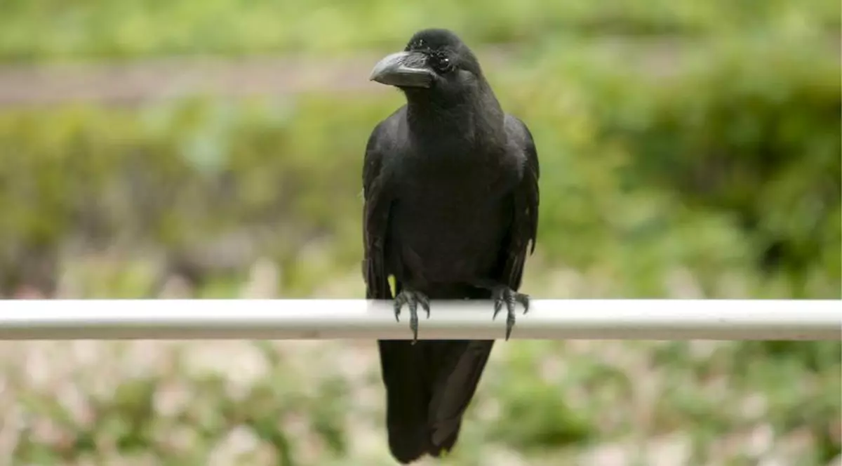 Au arestat o cioară pentru că urmărea o femeie