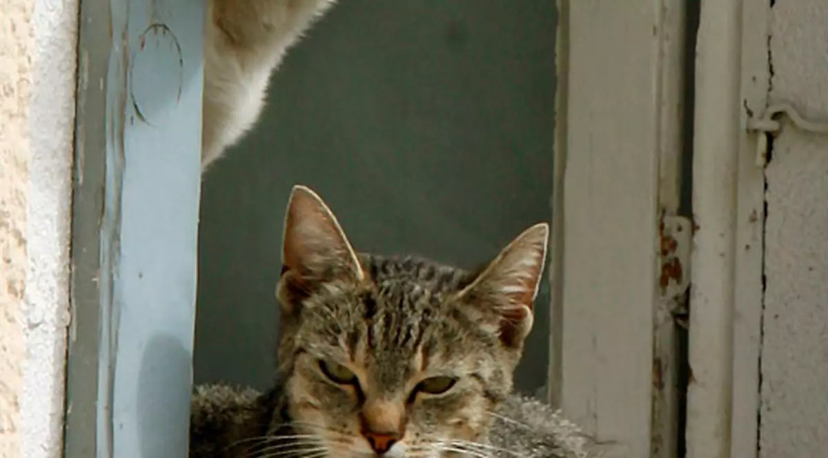 Morbid! Cadavru devorat de animalele de companie